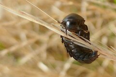 Silphidae