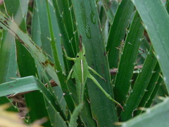 Staleochlora viridicata