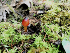 Hygrocybe conica