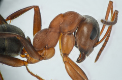 Formica integra