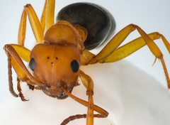 Formica integra