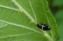 Planuncus tingitanus