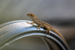 Anolis sagrei