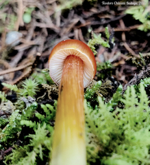 Hygrocybe conica