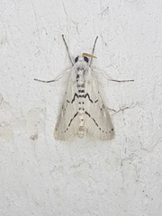 Linosta centralis