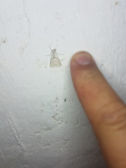 Linosta centralis