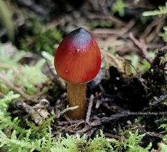 Hygrocybe conica