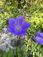 Campanula carpatica