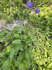 Campanula carpatica