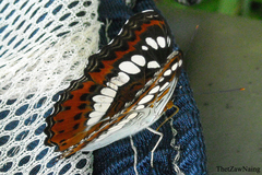 Moduza procris procris