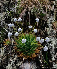 Paepalanthus