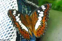 Moduza procris procris