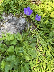 Campanula carpatica