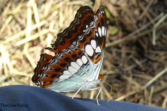 Moduza procris procris