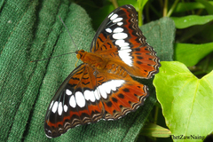 Moduza procris procris