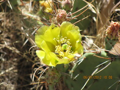 Opuntia polyacantha