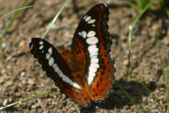 Moduza procris procris