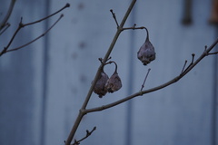 Calycanthus floridus