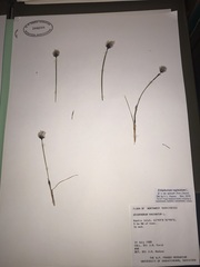 Eriophorum vaginatum