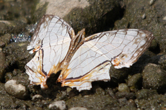 Cyrestis thyodamas thyodamas