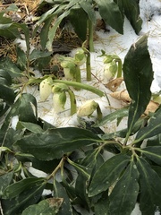 Helleborus orientalis