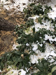 Helleborus orientalis