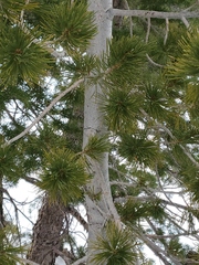 Pinus albicaulis