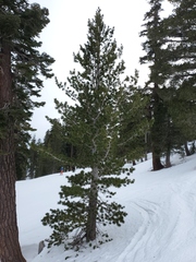 Pinus albicaulis