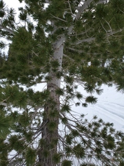 Pinus albicaulis