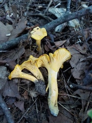 Cantharellus chicagoensis