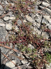 Portulaca smallii
