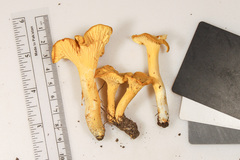 Cantharellus chicagoensis