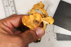 Cantharellus chicagoensis