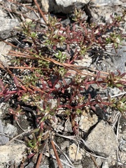 Portulaca smallii