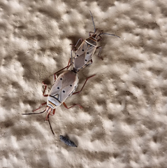 Probergrothius