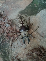 Tithoes confinis
