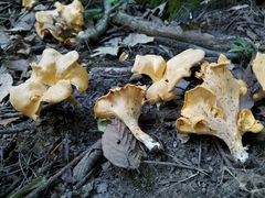 Cantharellus flavolateritius