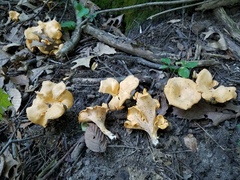 Cantharellus flavolateritius