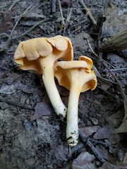 Cantharellus flavolateritius