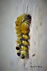 Lophocampa citrina