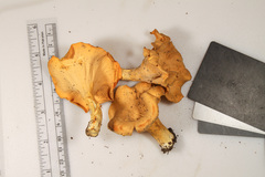 Cantharellus flavolateritius