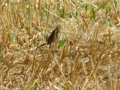 Anthus furcatus