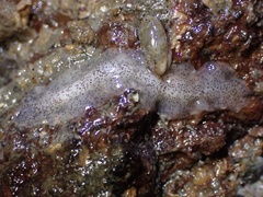 Enchiridium punctatum