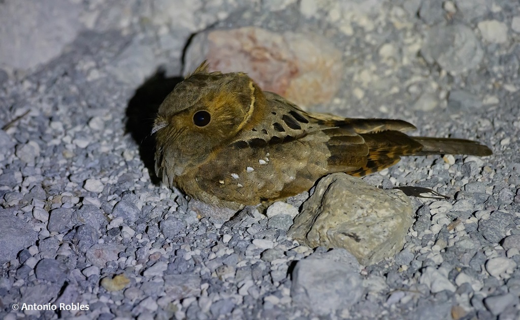 Eared Poorwill photo