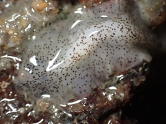 Enchiridium punctatum