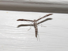 Hellinsia inquinatus