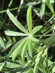 Lupinus formosus