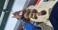 Epinephelus