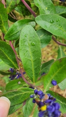 Monnina obtusifolia