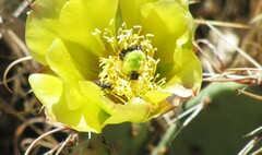 Osmiini